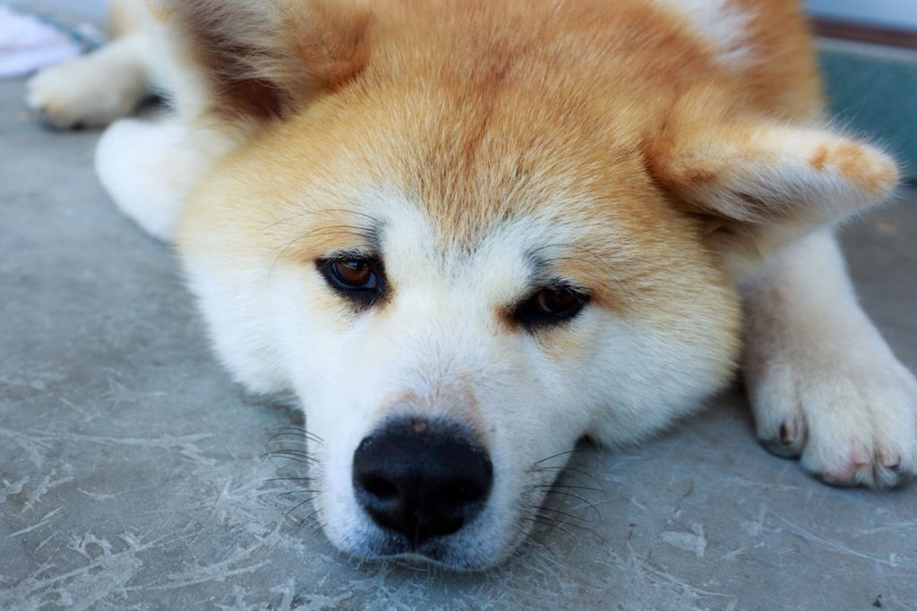 しょんぼり顔の柴犬の写真の画像