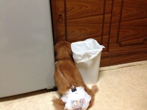 おむつをした犬が部屋の隅にハマっている写真の画像