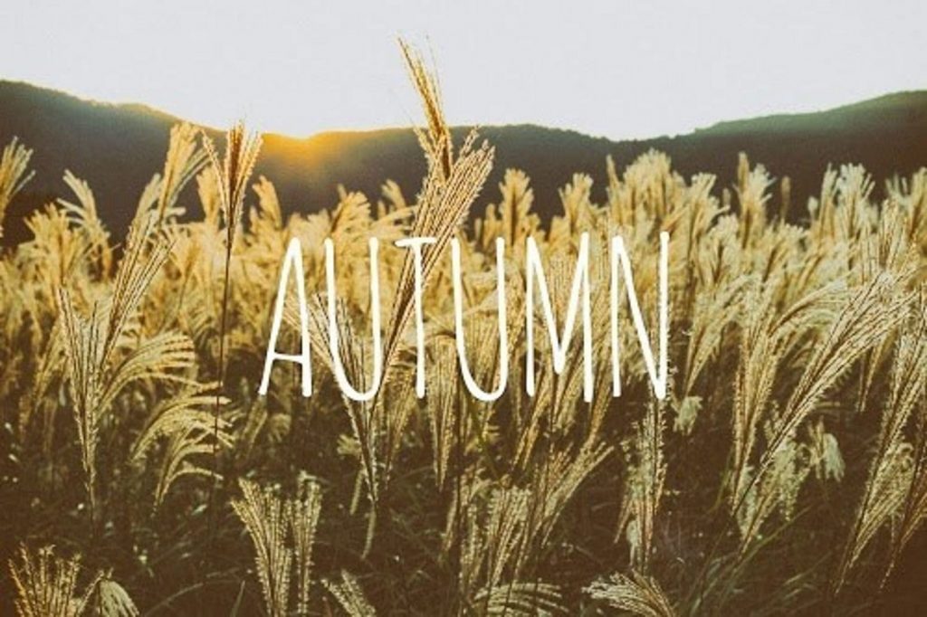 すすきがたくさん生えた秋の草原の写真の画像