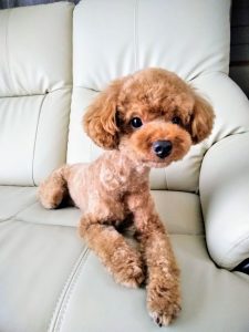 白いソファの上に伏せているかわいいトイプードルの写真の画像