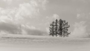 雪が積もった草原のモノクロ画像