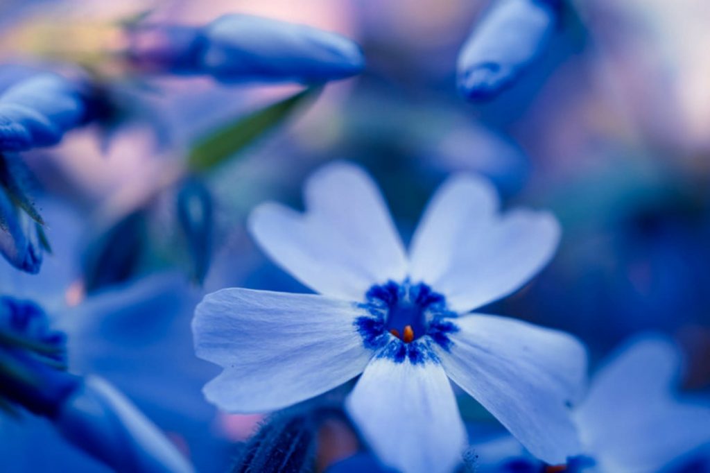青い芝桜の写真の画像