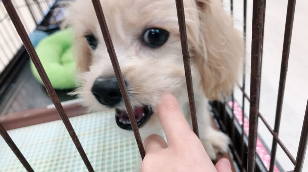 ゲージ内にいる小型犬が人の指を甘噛している写真の画像