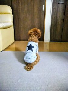 星柄の服を着たプードルがおすわりをしてドアの前で待っている写真の画像