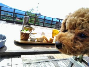 テラス席での食事とトイプードルの写真の画像