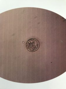 受精卵の写真の画像