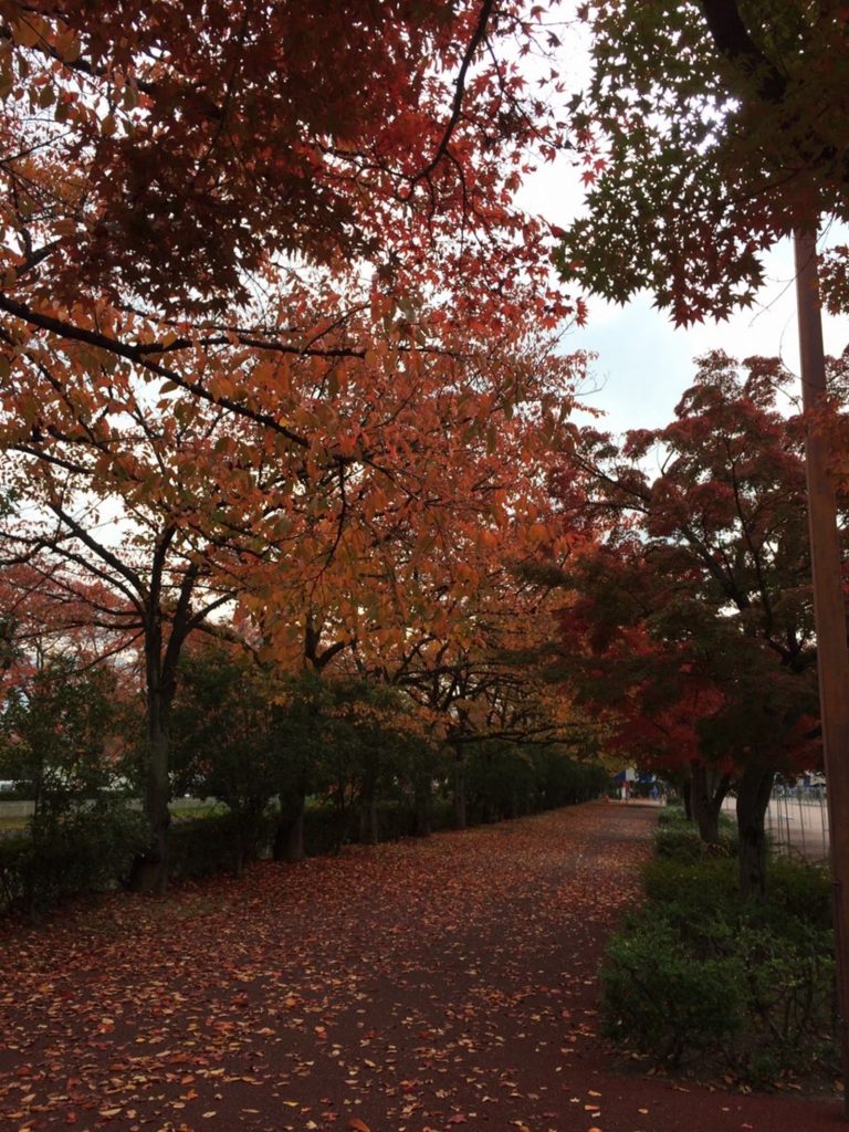 紅葉した街路樹がきれいな並木通り