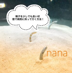 チンアナゴが砂から顔を出している写真の画像
