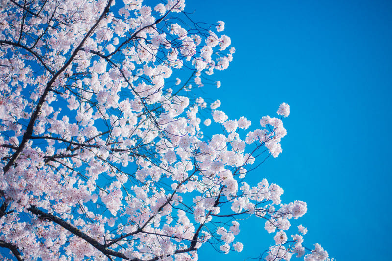 真っ青な空と桜の写真の画像
