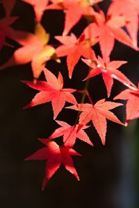 きれいに紅葉したもみじの写真の画像