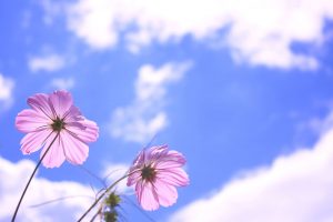 青空とコスモスの写真の画像