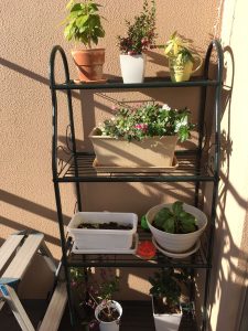 ベランダに置かれた鉢植えの写真の画像
