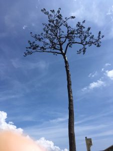 陸前高田にある軌跡の一本松の写真の画像