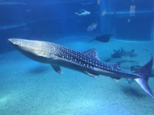 水族館を泳いでいるサメの写真の画像