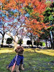犬と秋晴れの空に紅葉がきれいな写真