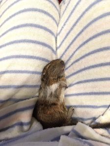 女性の足の上で眠っているデグーの写真の画像