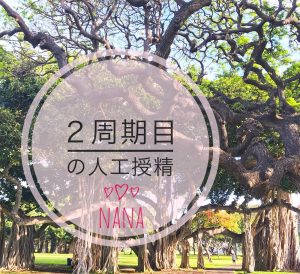 大きな木の写真の画像