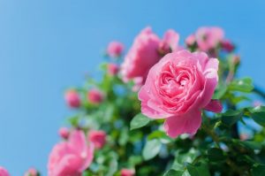 青空に咲いているバラの画像