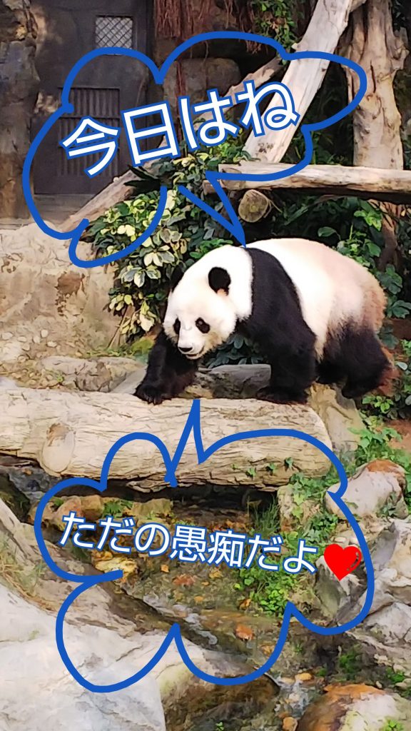 動物園のパンダの写真の画像