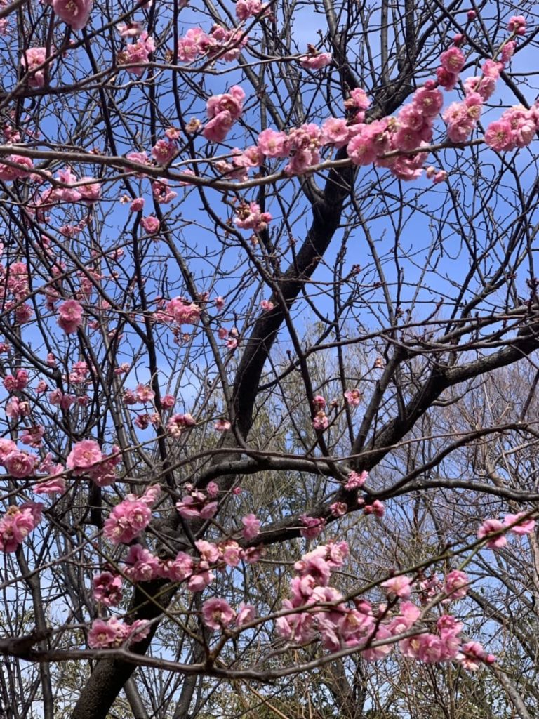 青空とピンクの梅の花の写真の画像