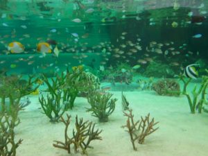 水族館の水槽内の写真の画像