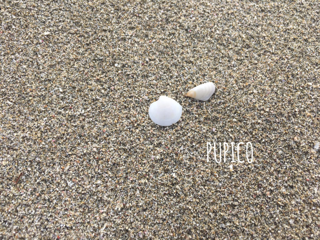 砂浜の上のある2つの小さな白い貝殻の写真の画像