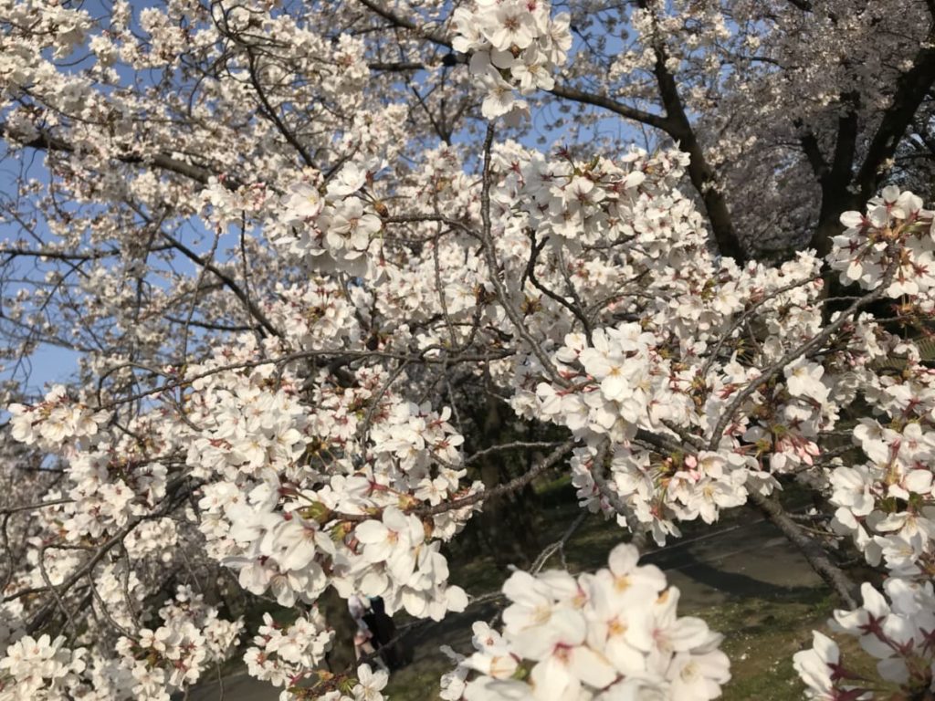桜の写真の画像