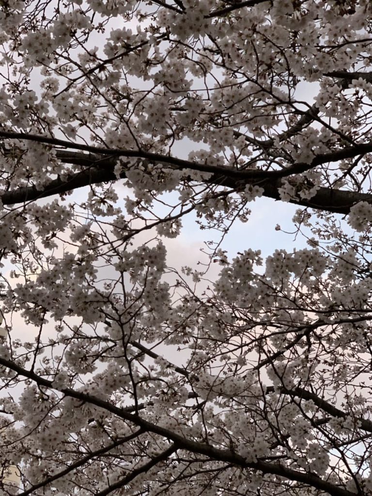 桜と夕方の空の写真の画像