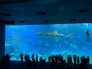 美ら海水族館のジンベイザメの写真の画像