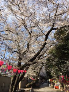 桜の咲いた参道の写真の画像