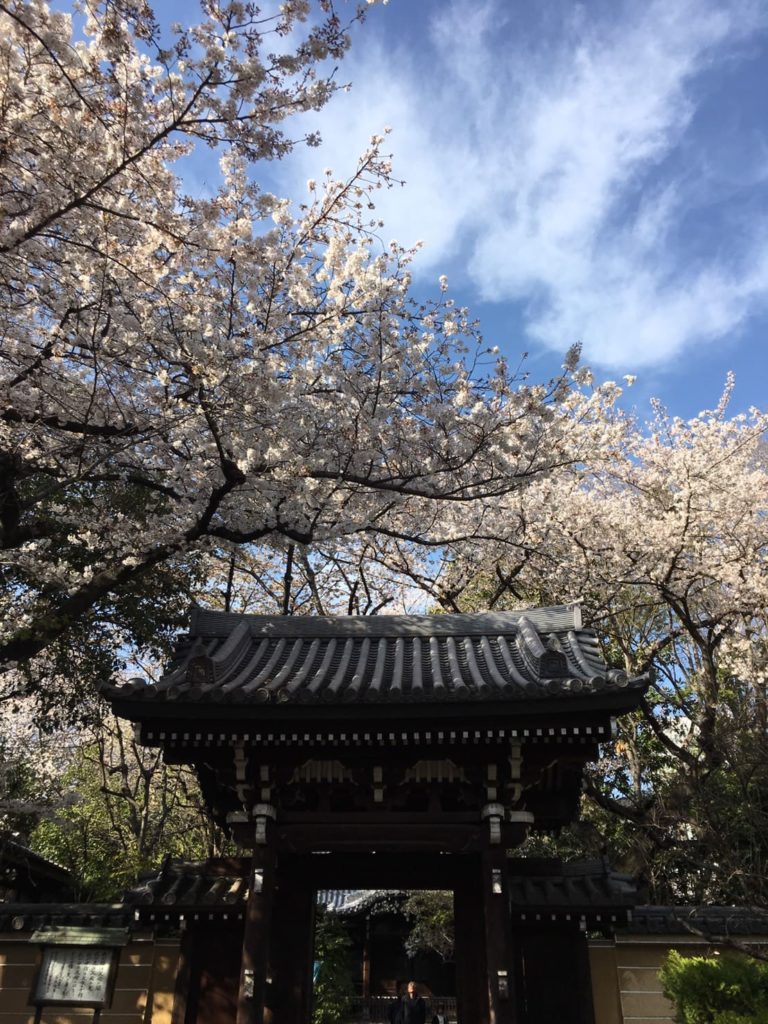 桜とお寺の外観の写真の画像