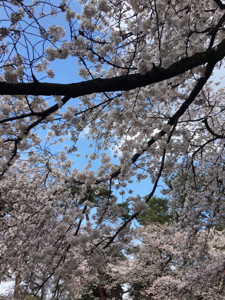 桜と枝の間から覗く青空の写真の画像