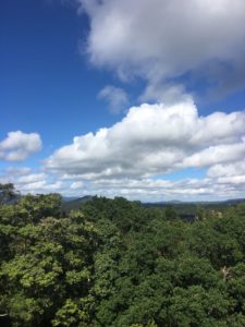 高い位置から森と空を望んだ写真の画像