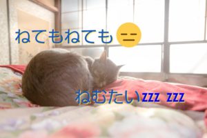 猫が横になっている画像