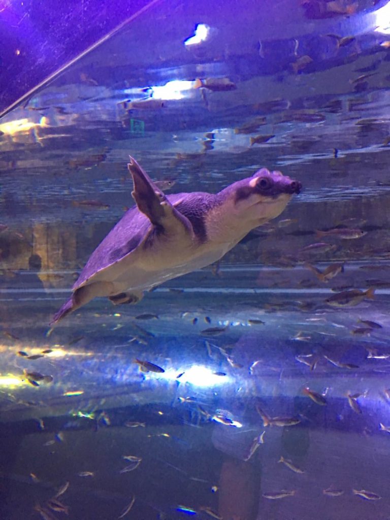 水族館でラッコが泳いでいる画像